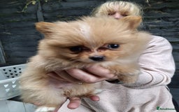 Pomeranian dogs for sale: 2 WELL BRED TEACUP POMERANIANS GIRLS - Image 2