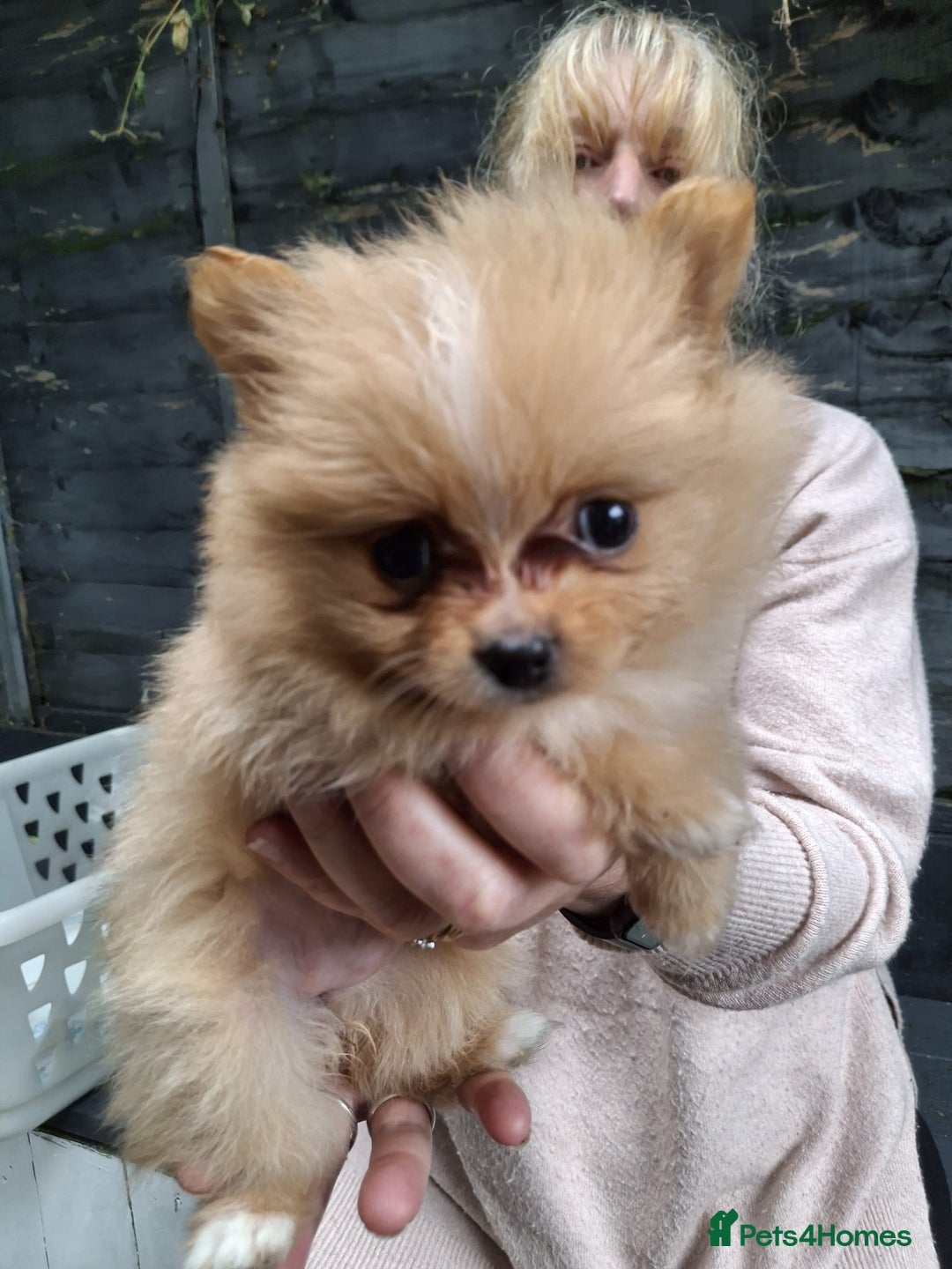Pomeranian dogs for sale: 2 WELL BRED TEACUP POMERANIANS GIRLS - Image 2
