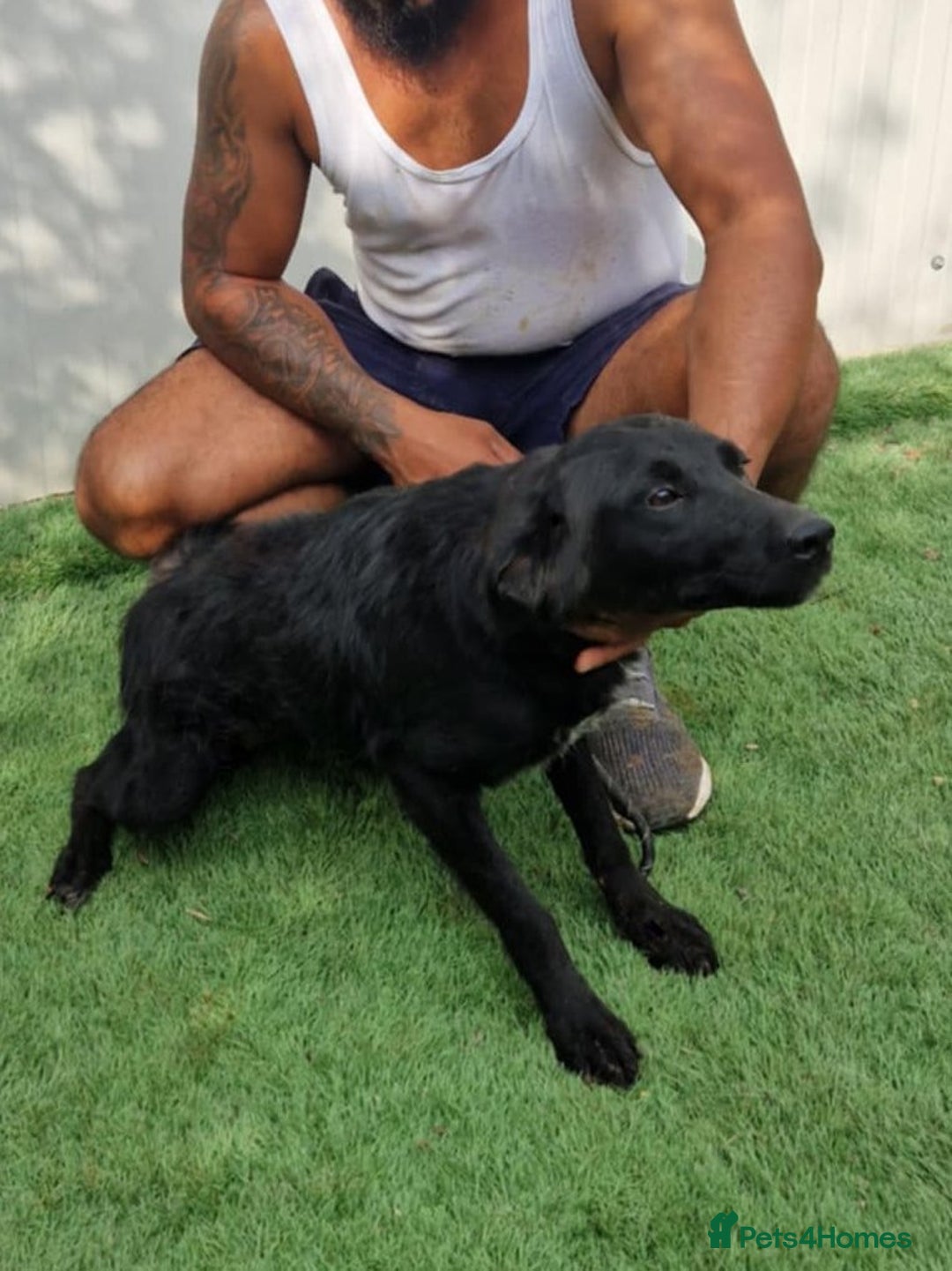 Mixed Breed dogs for adoption: Ebony 🐾 A Soft Little Heart Looking for Love - Advert 3