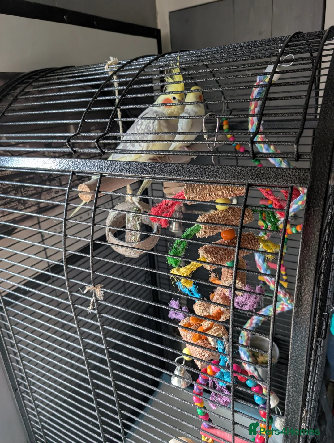 Cockatiels birds for sale: 2 twin brother cockatiels  - Advert 5