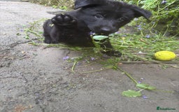 German Shepherd dogs for sale: ONE GIRL AVAILABLE -German shepherd puppies - Image 21