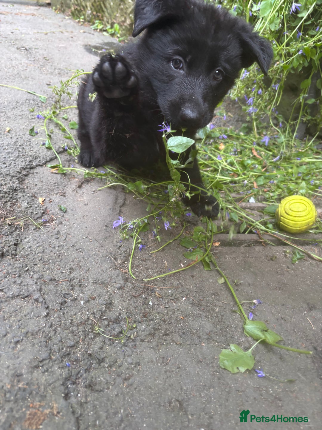 German Shepherd dogs for sale: ONE GIRL AVAILABLE -German shepherd puppies - Image 21
