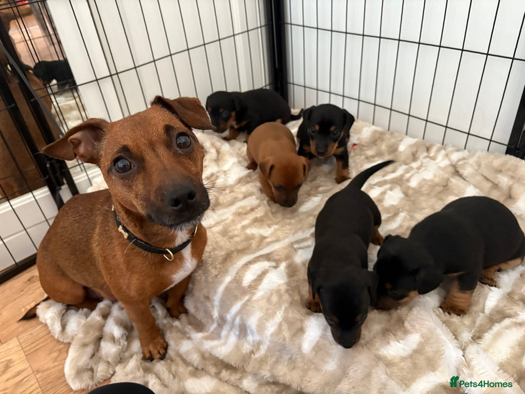 Jack Russell dogs for sale: Miniature jack Russell puppies - Image 2