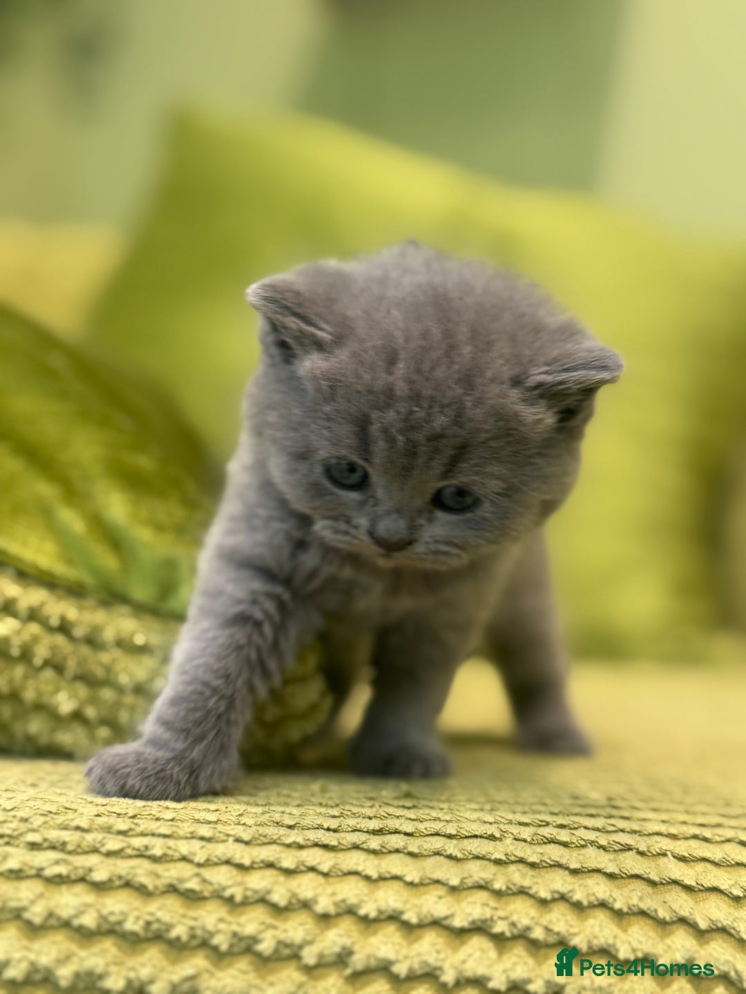Scottish Fold cats for sale: Scottish straights  - Image 17
