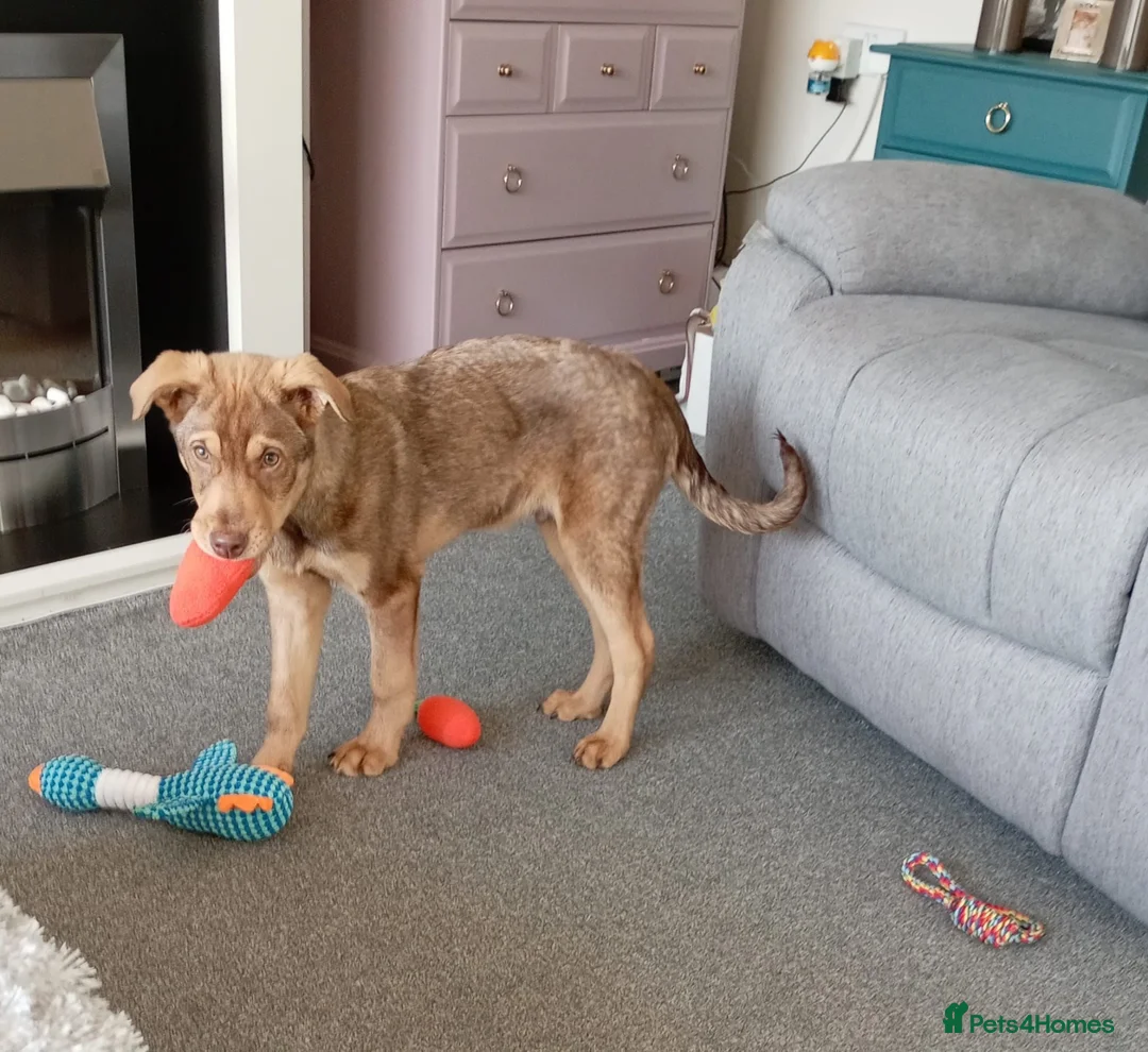 Mixed Breed dogs for adoption: Donut 🍩  in Belper - Advert 2