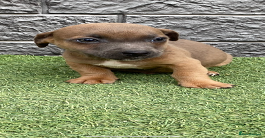 Jack Russell dogs - Advert 7