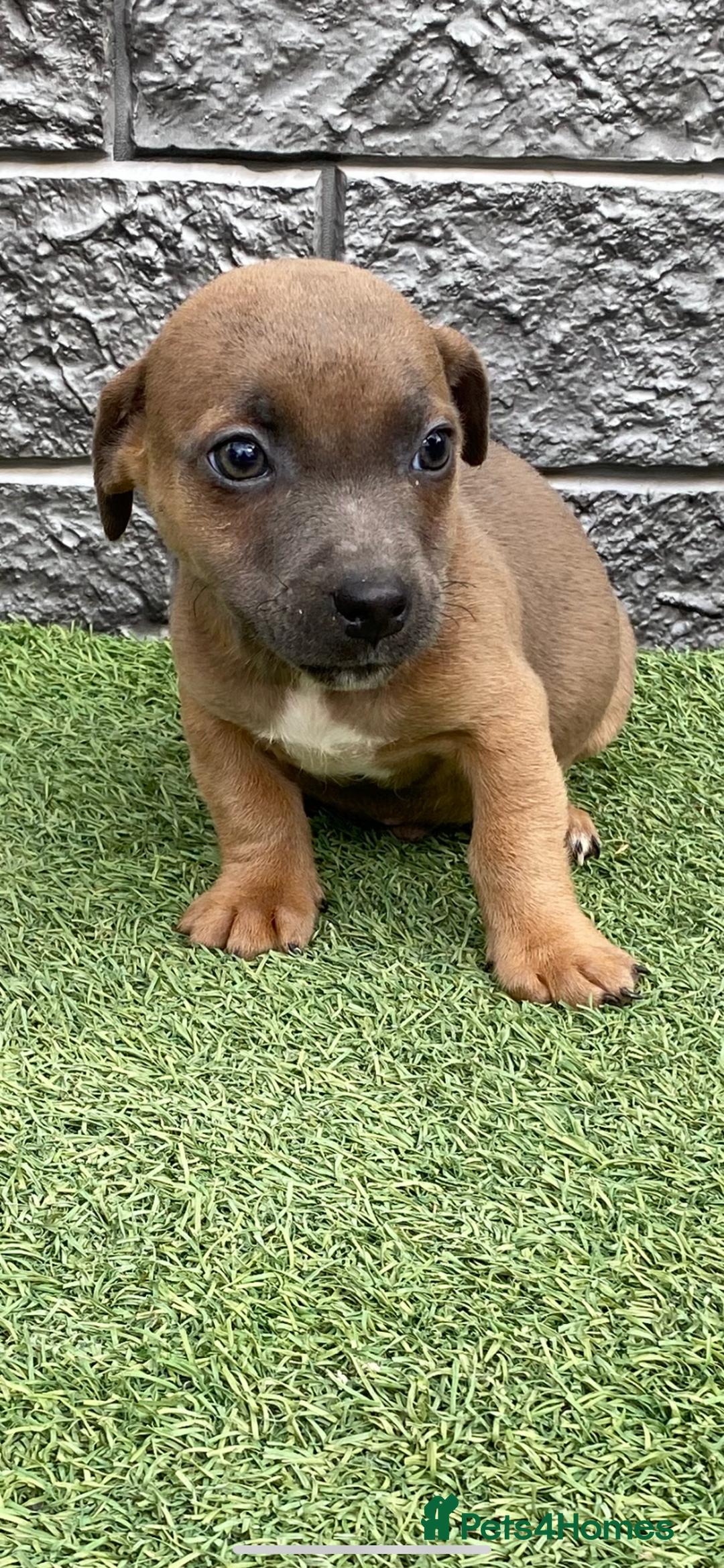 Jack Russell dogs for sale: Really now - Image 3