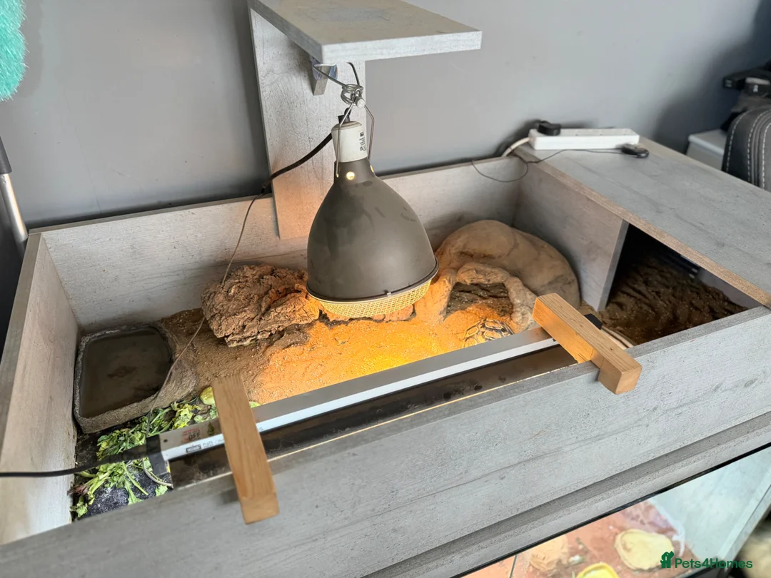 Tortoise reptiles for sale: Two Leopard Tortoise with setup - Advert 11