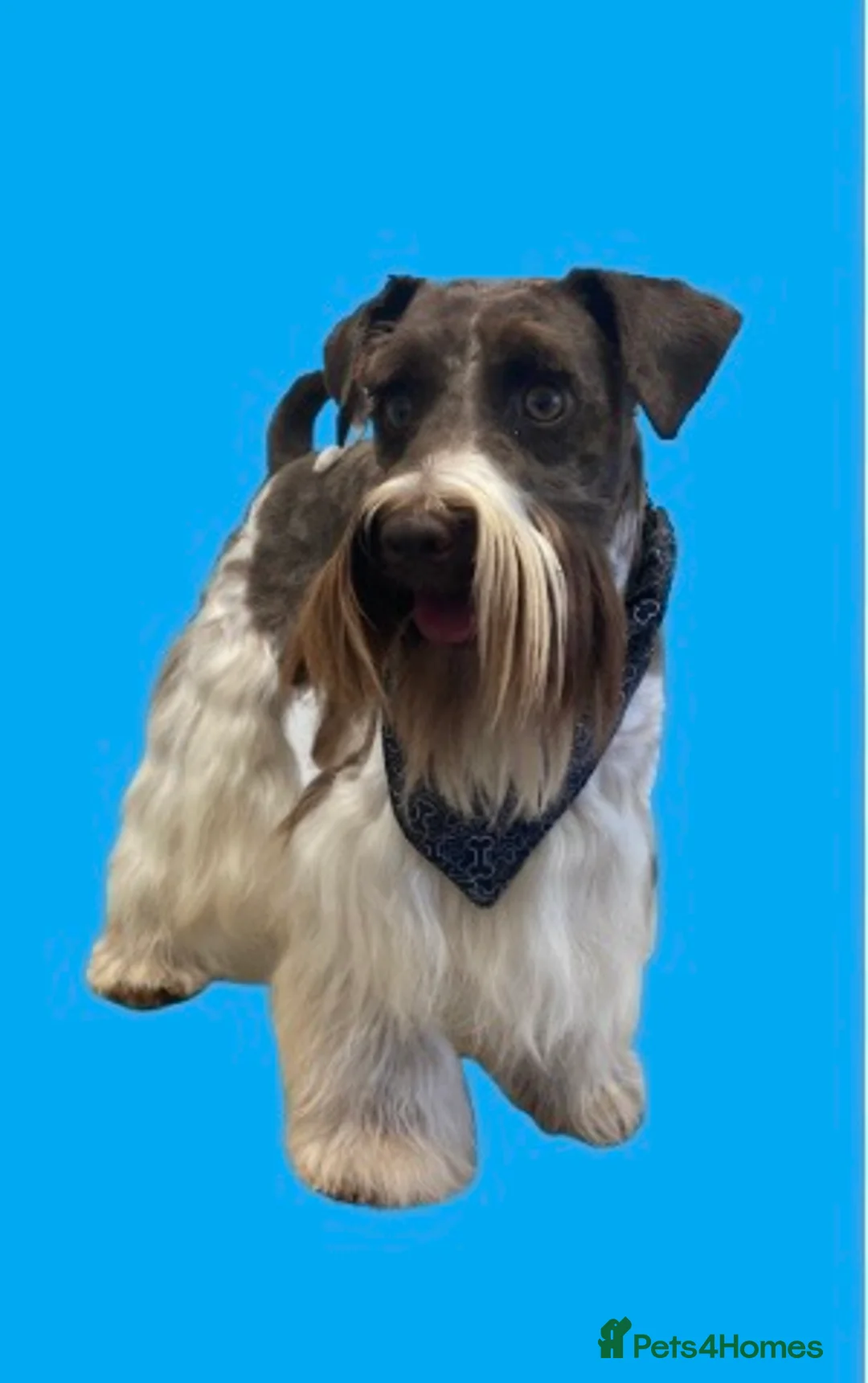 Schnoodle dogs for stud: STUNNING CHOC/WHITE MIN SCHNAUZER AT STUD in Coventry - Advert 8