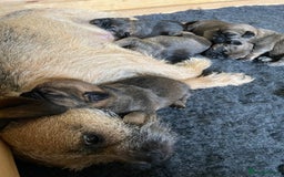 Border Terrier dogs for sale: KC Registered Border Terriers - Image 5