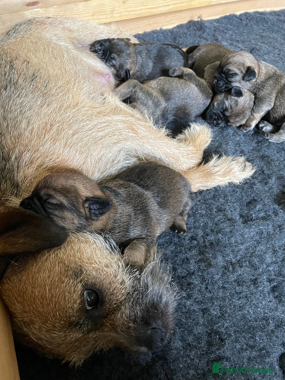 Border Terrier dogs for sale: KC Registered Border Terriers - Image 5