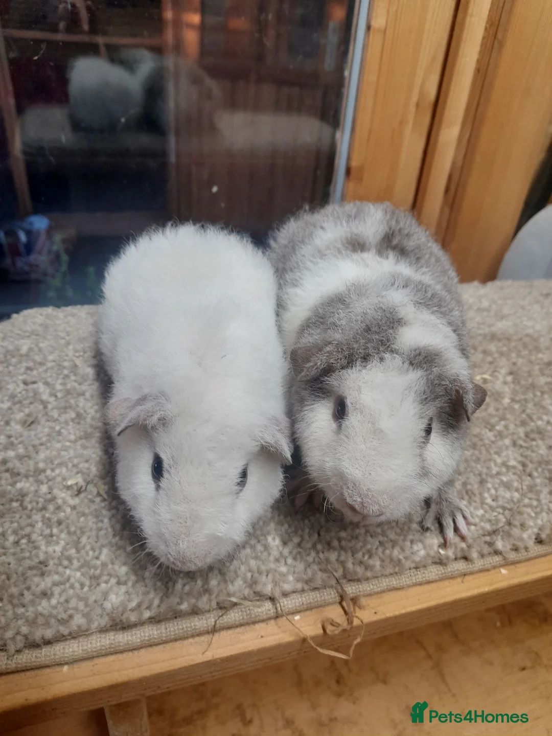 Guinea Pig rodents for sale: Guinea pigs Teddy boars available  - Advert 2