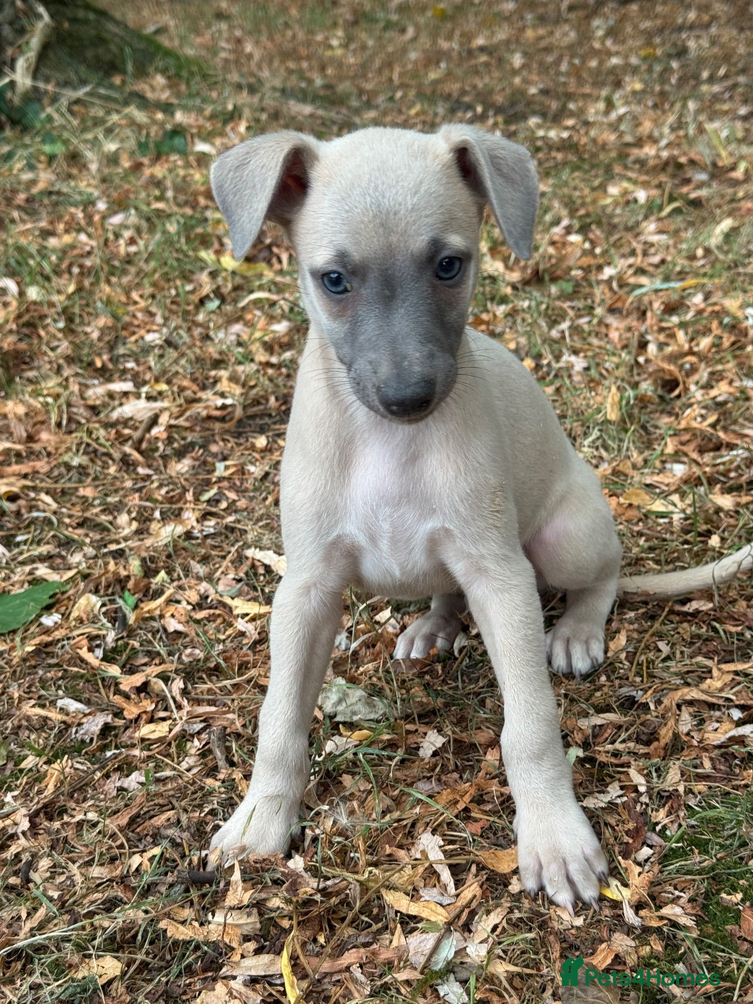 Whippet dogs BEAUTIFUL MIXED LITTER OF TRUE SHOW TYPE WHIPPETS - Advert 2