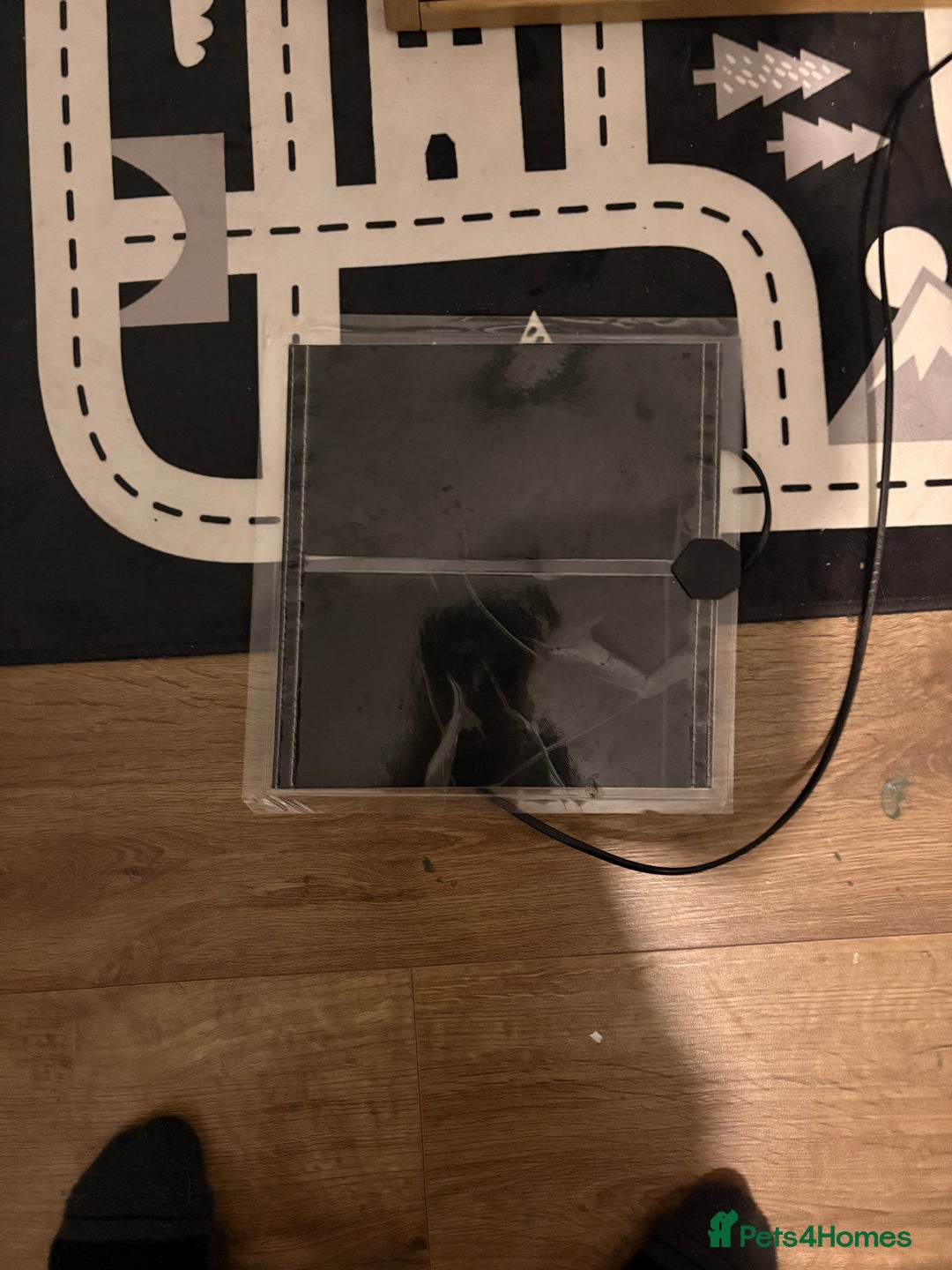 King Snake reptiles for sale: Male california king snake  - Advert 4