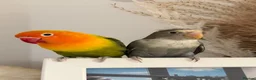 Lovebirds birds for sale: love bird pair for sale in Buntingford - Advert 4