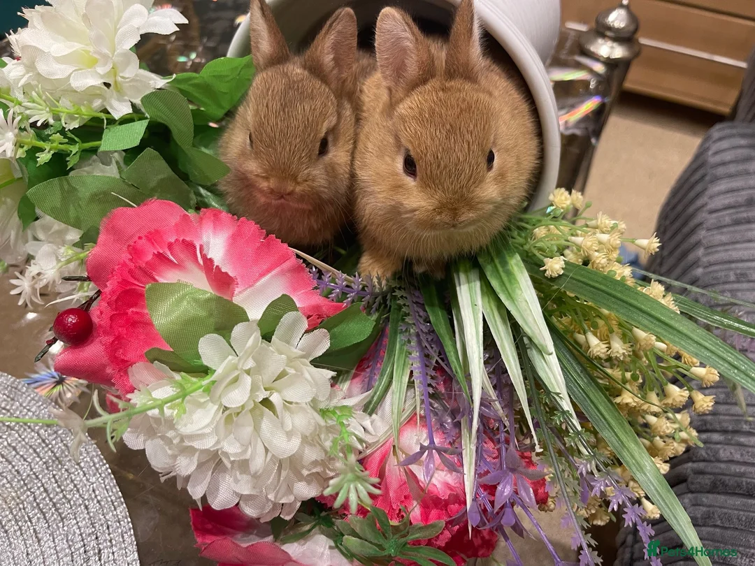 Netherland Dwarf rabbits for sale: Bunnies  in London - Advert 14