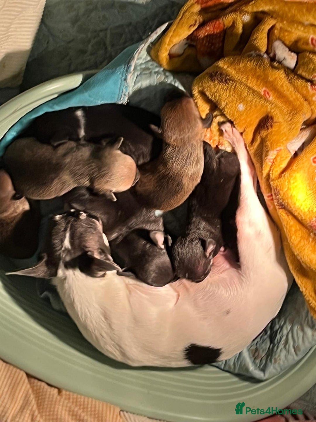 Chihuahua dogs for sale: KC Registered Apple Head Chihuahuas  - Image 6