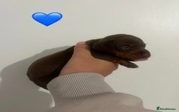 Miniature Dachshund dogs for sale: Miniature dachshund puppy’s  - Image 10