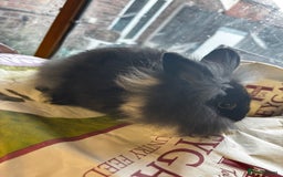 Lionhead rabbits for sale: 2 LionHead Bunnies Available - Image 1