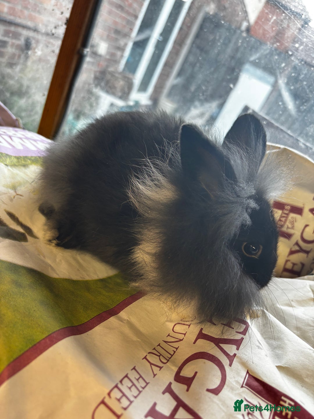 Lionhead rabbits for sale: 2 LionHead Bunnies Available - Image 1