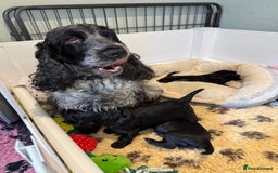 Cocker Spaniel dogs for sale: Show cocker spaniel  - Advert 19