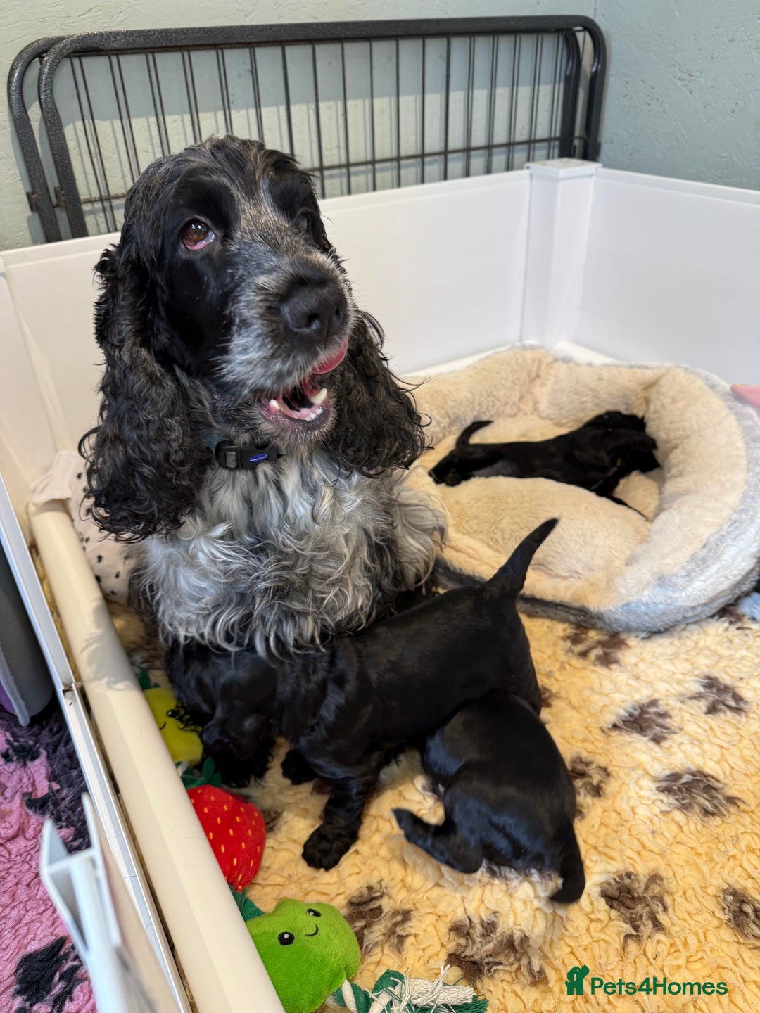 Cocker Spaniel dogs for sale: Show cocker spaniel  - Advert 19