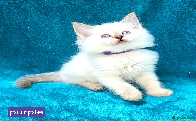 Ragdoll cats - Advert 1