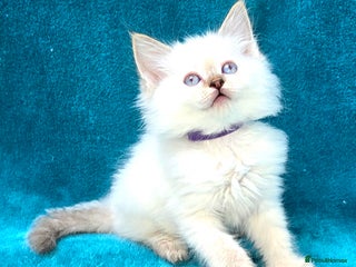 Ragdoll cats - Advert 1