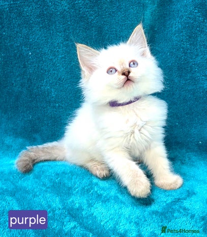 Ragdoll cats - Advert 1