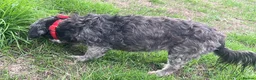 Mixed Breed dogs for sale: Two girls needs a new home  in Telford - Advert 18