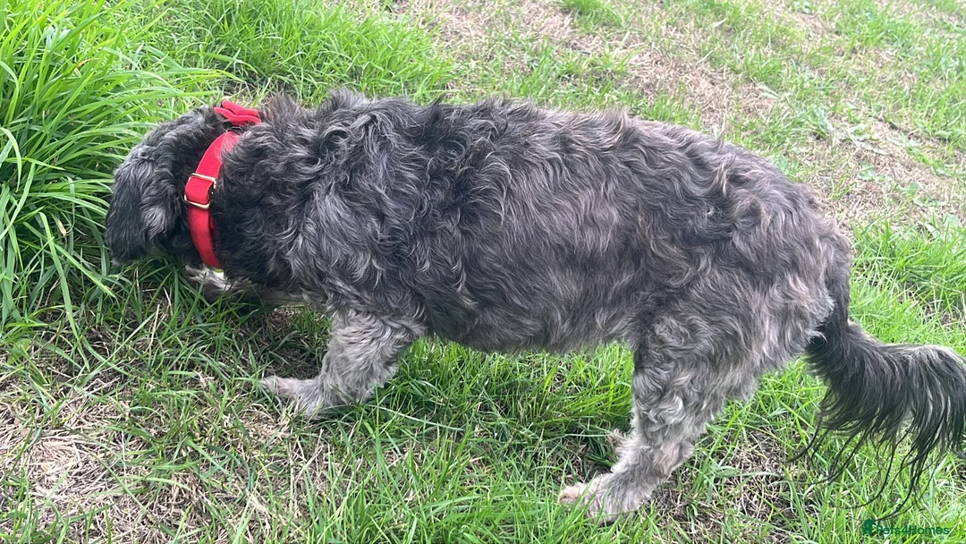 Mixed Breed dogs for sale: Two girls needs a new home  in Telford - Advert 18