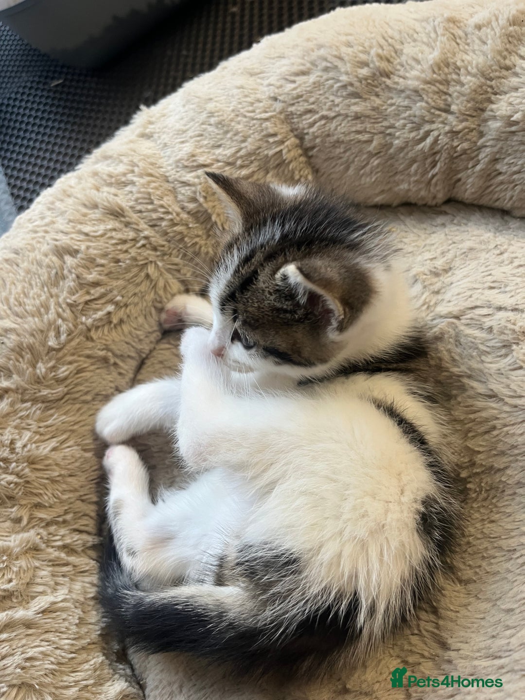 Mixed Breed cats for sale: 2 Adorable 8 week old kittens - Advert 12