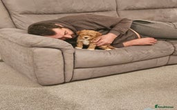 Mixed Breed dogs for sale: Gorgeous puppies for sale - Advert 24