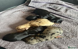 Dachshund dogs for sale: Litter of standard Dachshund  - Image 16