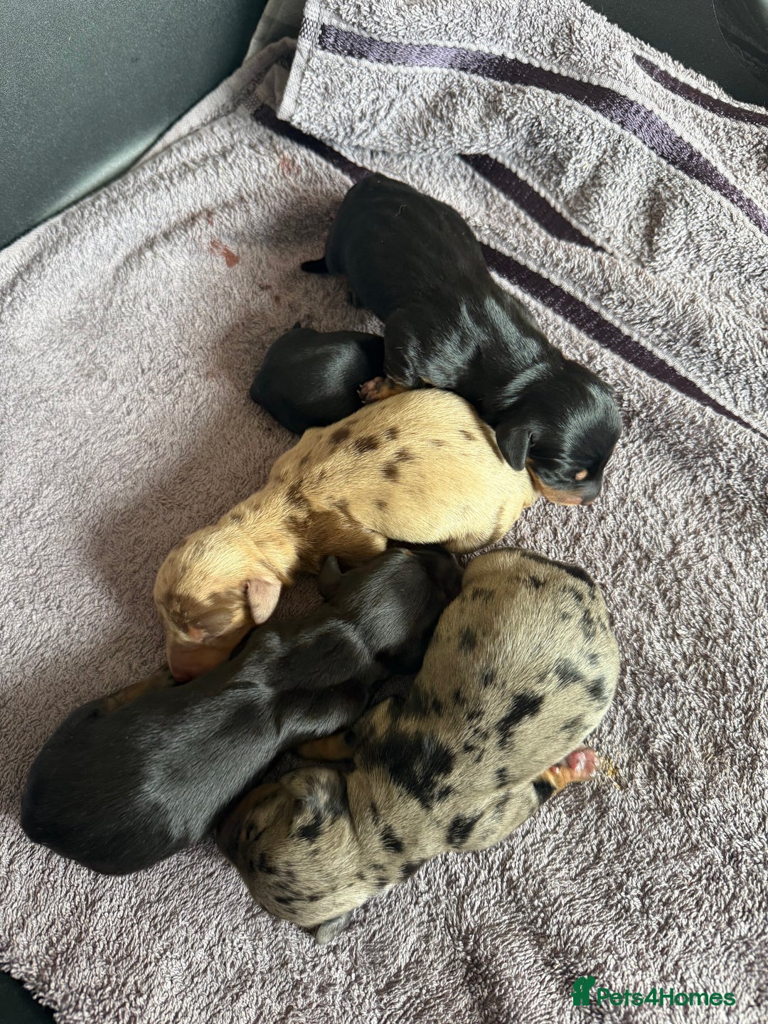 Dachshund dogs for sale: Litter of standard Dachshund  - Image 16