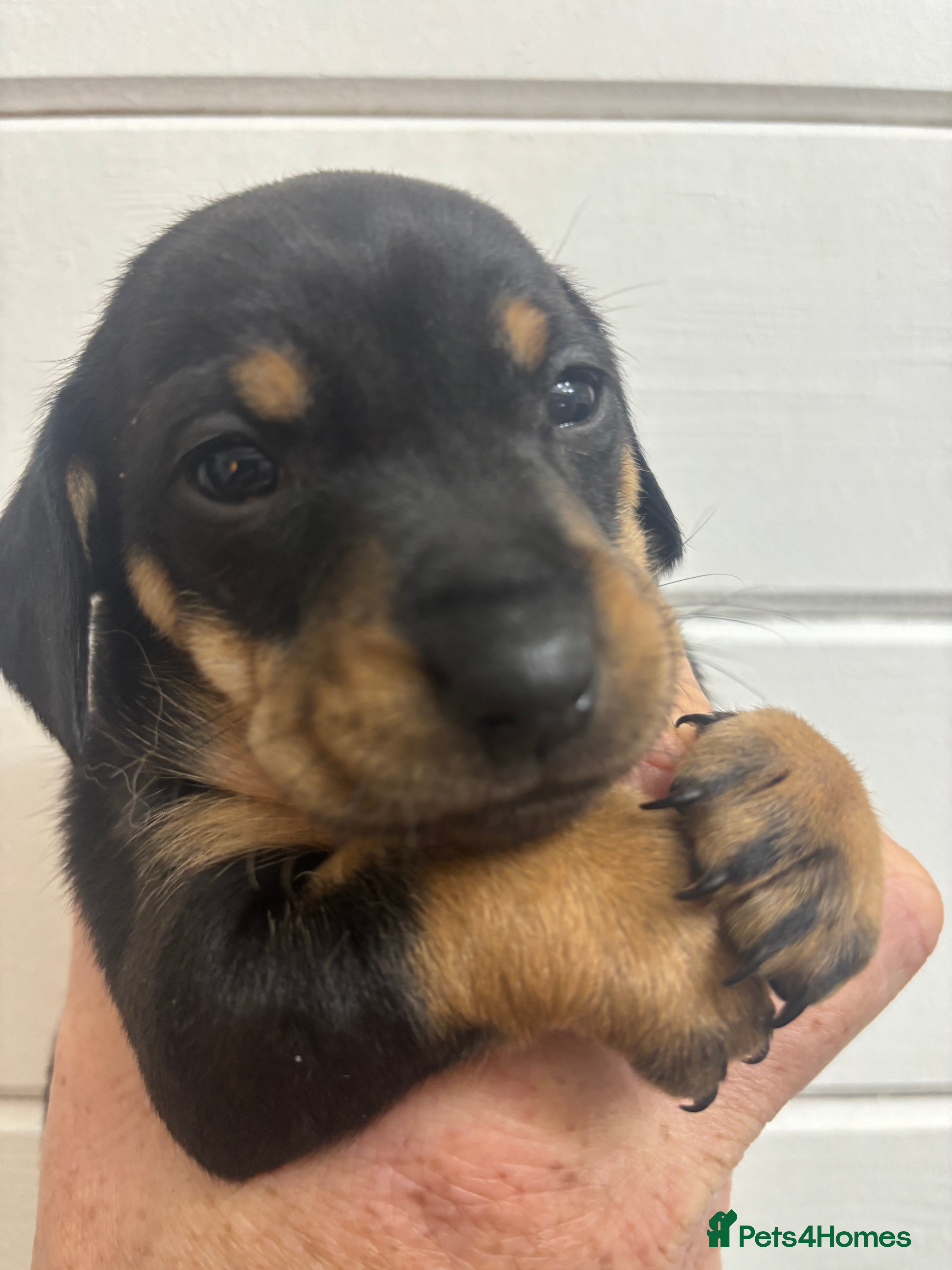 Mixed Breed dogs Dachshund X  - Advert 7