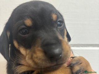 Mixed Breed dogs Dachshund X - Advert 7