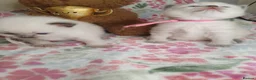 Ragdoll cats for sale: 💖 Two Gorgeous Ragdoll girls for sale 💖 - Advert 3
