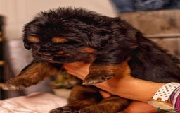 Tibetan Mastiff dogs for sale:  Beautiful Tibetan Mastiff puppies available - Image 4
