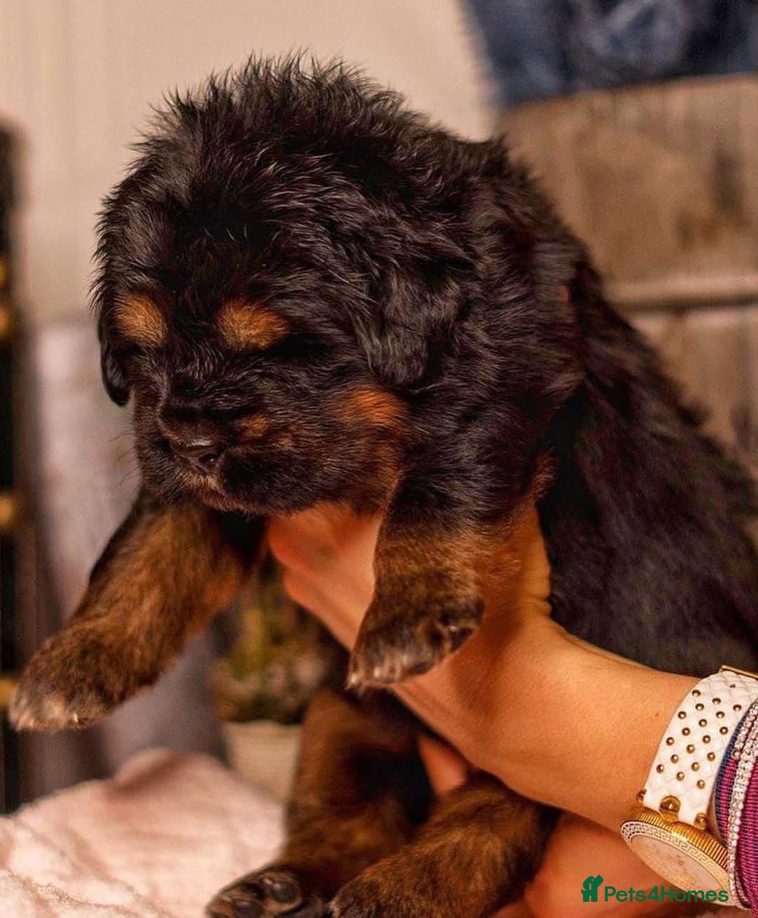 Tibetan Mastiff dogs for sale:  Beautiful Tibetan Mastiff puppies available - Image 4
