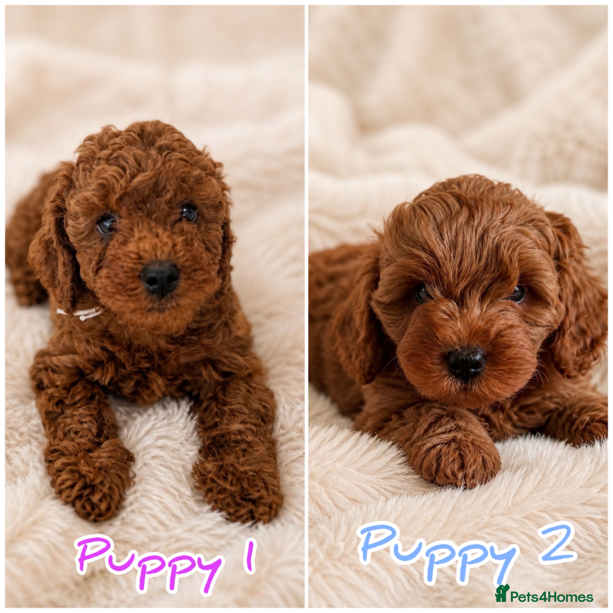 Cavapoo dogs PREMIUM TEDDY TOY CAVAPOOS READY FOR FOREVER HOMES - Advert 1