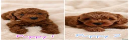 Cavapoo dogs for sale: PREMIUM TEDDY TOY CAVAPOOS READY FOR FOREVER HOMES - Advert 1