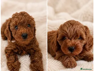 Cavapoo dogs for sale: PREMIUM TEDDY TOY CAVAPOOS READY FOR FOREVER HOMES - Advert 2