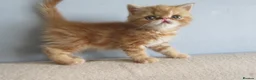 Exotic cats for sale: Lovely exotic kittens - Advert 17