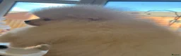 Pomeranian dogs for sale: Small Beautiful Pomeranian Boy  - Advert 5