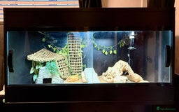 Bearded Dragon reptiles for sale: Zero Bearded Dragon plus full setup - Image 7