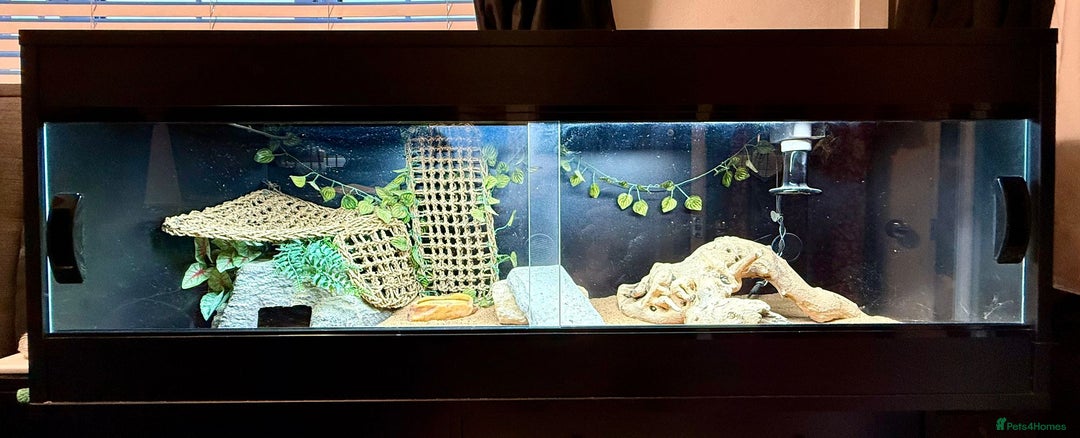 Bearded Dragon reptiles for sale: Zero Bearded Dragon plus full setup - Image 7