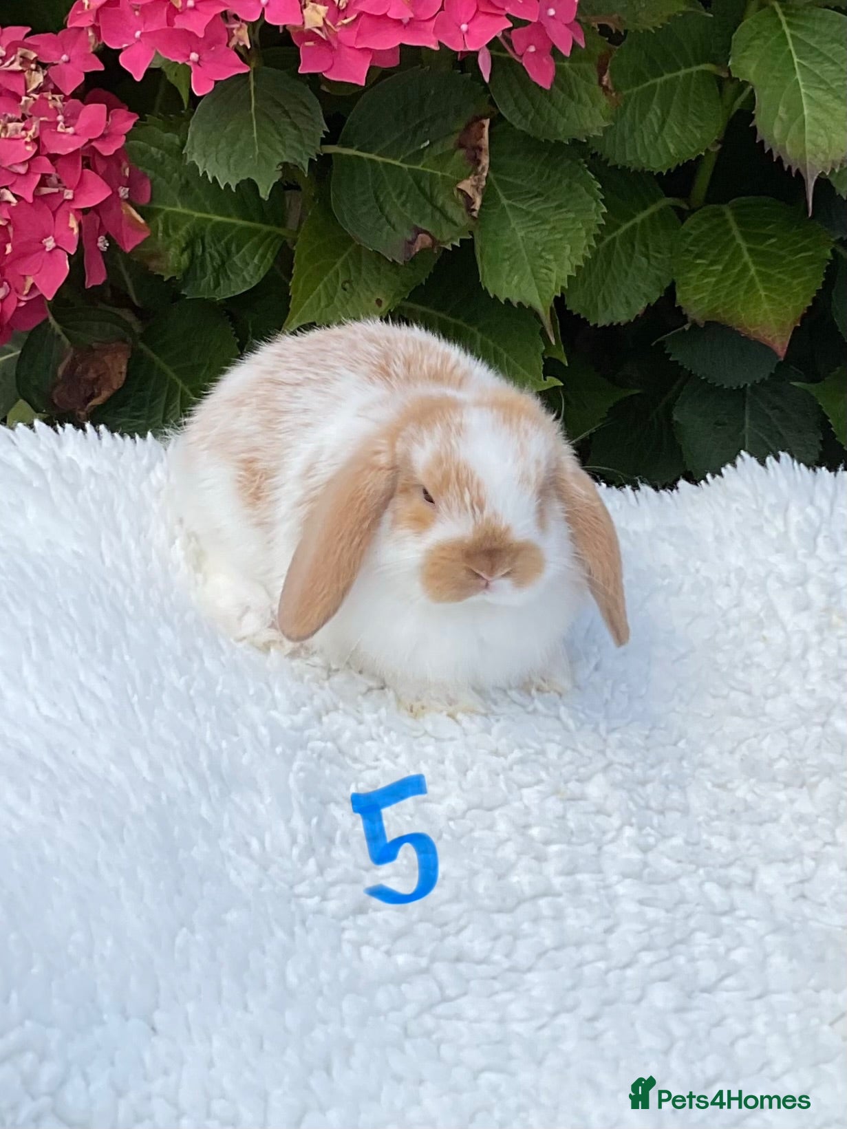Mini Lop rabbits Pure bred mini lops baby rabbits . - Advert 1