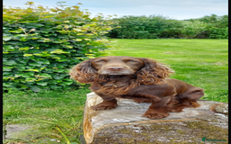 Cocker Spaniel dogs for sale: Cocker spaniel puppies - Image 3