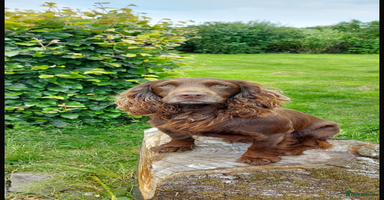 Cocker Spaniel dogs - Advert 11